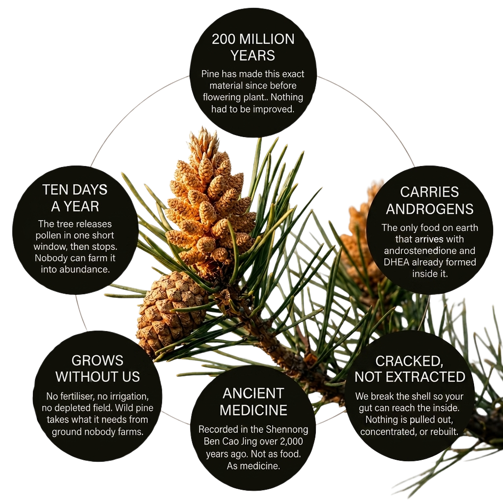 Wild pine pollen versus farmed herbal extracts